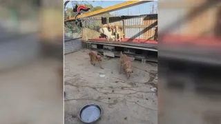 Scoperto allevamento di cani in una struttura abusiva: denunciato 67enne crotonese