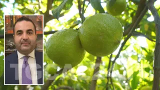 VIDEO | Bergamotto prodotto fresco, Cannizzaro (FI): «A breve incontrerò il sottosegretario Battistoni»