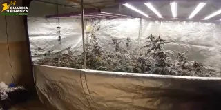 Laboratorio di marijuana in casa: un arresto a Cetraro