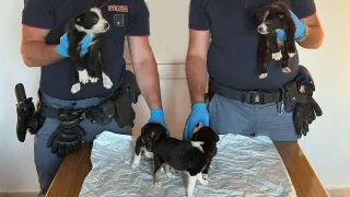 Trasportavano 5 cuccioli di border-collie, denunciati per traffico illecito di animali