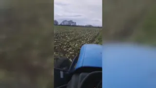 Siccità sulla fascia Jonica, distrutti i campi di finocchi nel Crotonese: l'allarme di Coldiretti (VIDEO)