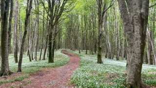 Calabria verde: "Una nuova stagione per la gestione delle foreste"