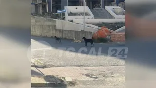 Signora aggredita da branco di cani randagi in pieno centro a Crotone