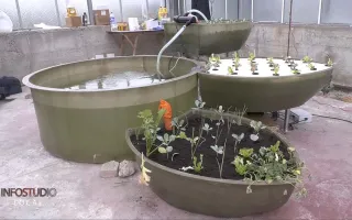 VIDEO | A Crotone si studia l'acquaponica: e la formazione rivolge lo sguardo al futuro