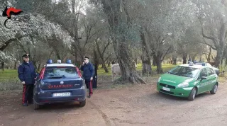 Macellazione clandestina: controlli e sanzioni per 17mila euro nel Reggino