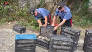 Villa San Giovanni, viaggiava con 2.200 uccelli protetti: denunciato