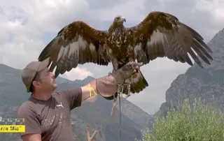 Terra mia, Fabio Curto incontra il maestoso "re del Pollino" (video)