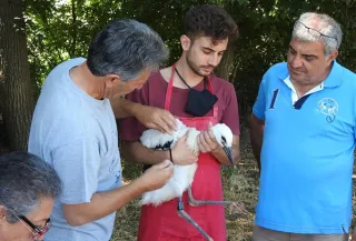 Rende, inanellati 17 esemplari di cicogna bianca. In Calabria trovati 30 nidi
