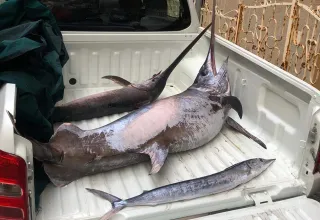 Bagnara Calabra, sequestrato pesce pescato illegalmente: sanzioni a capitano e armatore