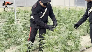 Sequestrata piantagione di marijuana con 1800 piante: due arresti
