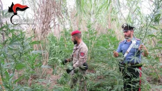 Sequestrate tre piantagioni di marijuana con oltre mille piantine