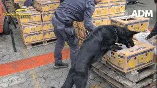 Sequestro record di 2700 kg di cocaina al porto di Gioia Tauro (VIDEO)