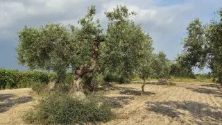 Crisi dell’olio, la Calabria chiede sostegni per il comparto