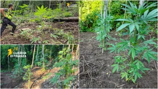 Sequestrate nel Vibonese oltre 1300 piantine di marijuana