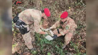 Scoperte e distrutte due piantagioni di marijuana nell'Aspromonte