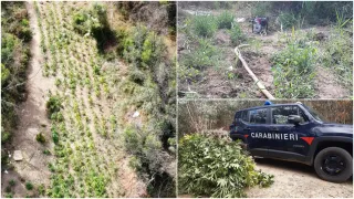 Scoperta e distrutta piantagione di marijuana con oltre 500 piantine
