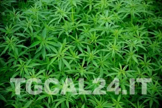 Aveva piantato cannabis vicino al suo camper: arrestata turista a Squillace