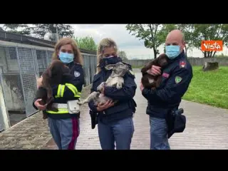 36 cuccioli stipati in un furgone salvati dalla polizia di Gorizia