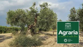 Olivicoltura, a Reggio Calabria il convegno nazionale su ricerca e nuove tecnologie