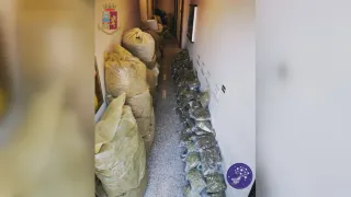 Pizzicato in casa con 570 kg di marijuana: arrestato un uomo a Serra San Bruno