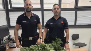 Gimigliano, scoperta una coltivazione di canapa in un giardino: denunciato un 50enne