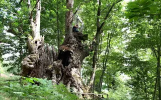 Il Castagno di Grisolia, meraviglia della natura che punta a diventare "Albero dell'anno" (FOTO)