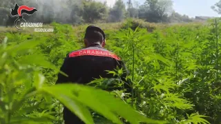 Scovate 4 piantagioni di marijuana: avrebbero fruttato 500mila dosi