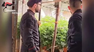 Scoperto un bunker sotterraneo con una piantagione di marijuana