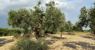 Olio DOP alle famiglie in difficoltà: 16 milioni dal Ministero, un’occasione per i frantoi calabresi