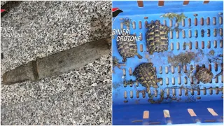 Trovati un reperto archeologico e quattro tartarughe a rischio estinzione nel crotonese