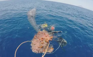 Le immagini della liberazione di un capodoglio rimasto impigliato in una rete da pesca illegale (Video)