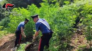 Scoperta e distrutta una piantagione di marijuana nel Reggino