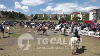 Fiera del Capo: il cavallo al centro del mondo