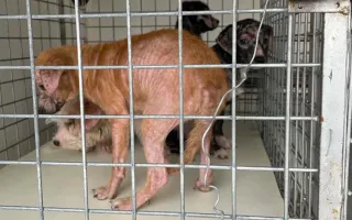 Aveva in casa 29 cani in gravi condizioni igienico-sanitarie: una denuncia a Crotone per maltrattamento di animali