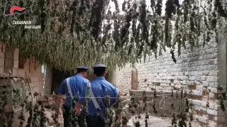 Sequestrate 7mila piantine di marijuana nel Reggino: avrebbero fruttato tre milioni di euro (VIDEO)