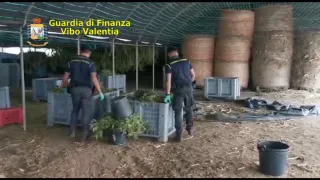 Pizzo, sequestrati 6 quintali di marijuana e oltre 5mila piantine di canapa (VIDEO)