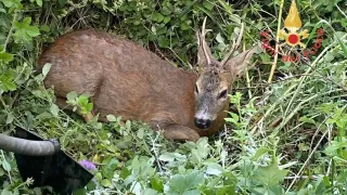 Capriolo ferito salvato dai Vigili del fuoco a Rende