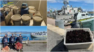 Sequestrati oltre 600 kg di bianchetto nell'Alto Ionio cosentino