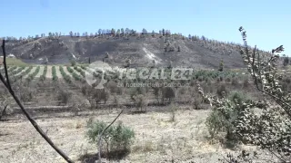 Due incendi in pochi giorni colpiscono azienda agricola nel Crotonese