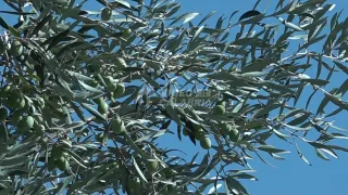 Primo caso di Xylella in Calabria, individuato focolaio a Taurianova