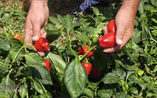 Dalla cipolla di Tropea al peperoncino "tri pizzi": il monte Poro è una risorsa ancora tutta da sfruttare