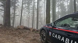Parco delle Serre: imprenditore forestale indagato per furto e danni ambientali
