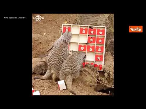 Gli animali dello zoo di Londra scartano i loro regali di Natale