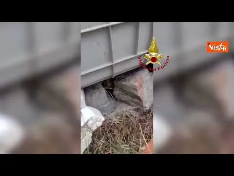 Gattino cade in un pozzo, salvato dai Vigili del Fuoco