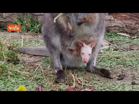 Al Parco Oltremare di Riccione e nato un wallaby albino, le prime tenere immagini