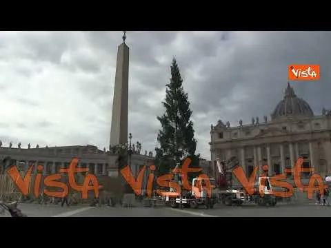Ecco l'albero di Natale a Piazza San Pietro, viene dal Piemonte