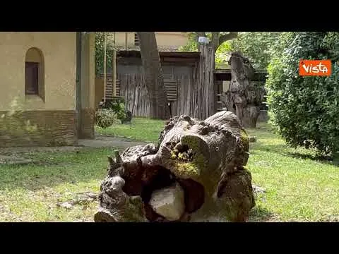 È nato un canguro di Bennett al Bioparco di Roma, il cucciolo fa capolino dal marsupio della mamma