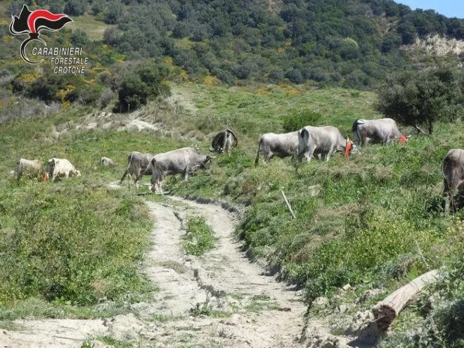 Sbarrano strade comunali per agevolare il pascolo, tre denunce a Crucoli