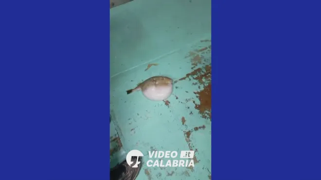 VIDEO | Pescato a Crotone il primo pesce palla