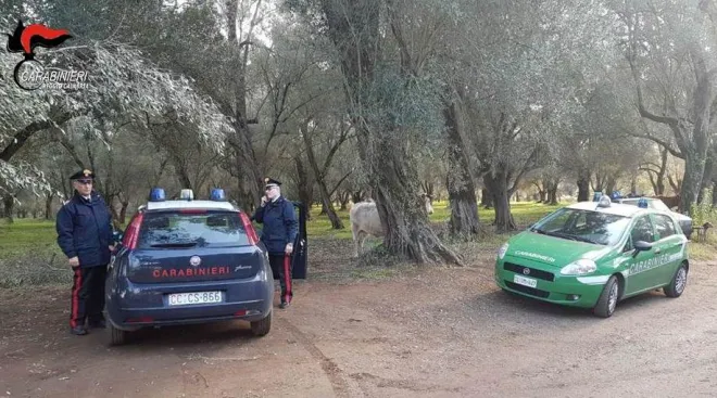 Macellazione clandestina: controlli e sanzioni per 17mila euro nel Reggino